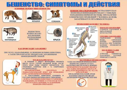 Памятка для населения по профилактике бешенства